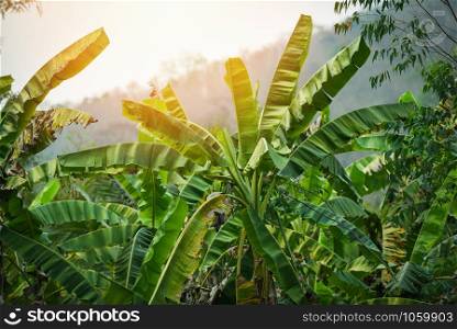 Banana tree growing in the banana field green jungle nature tropical plant background