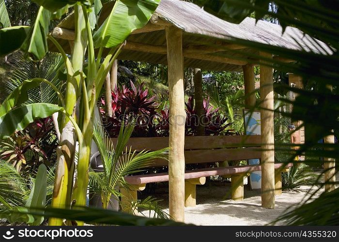 Banana tree in front of a hut, Roatan, Bay Islands, Honduras