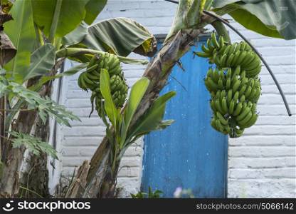 Banana tree in front of house, Yelapa, Jalisco, Mexico