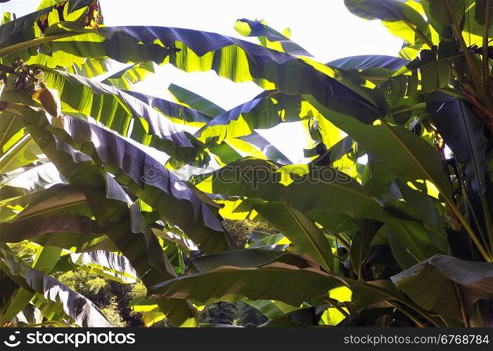 banana tree in the park Anduze bamboo where almost all species are represented and promoted in an Asian garden