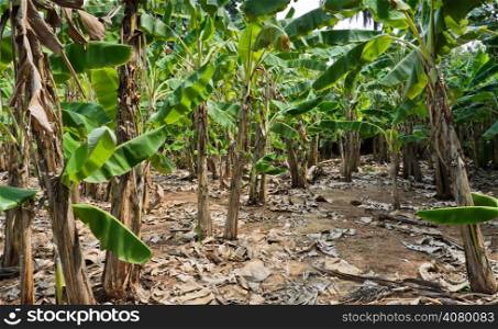 Banana tree plantation