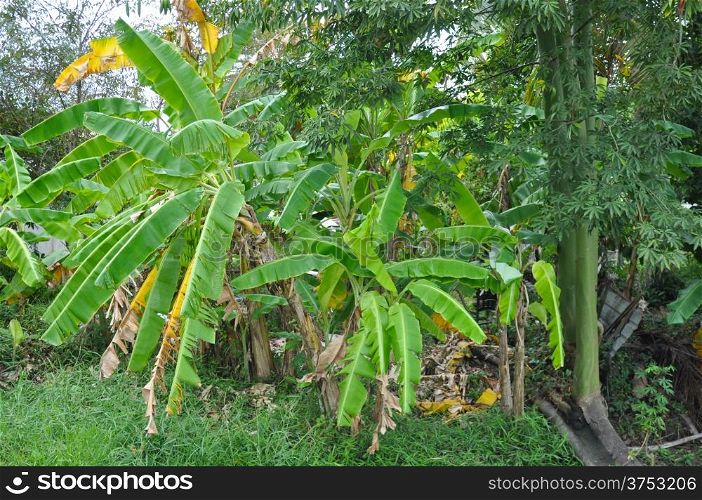 Banana tree plantations at the village in the early morning.