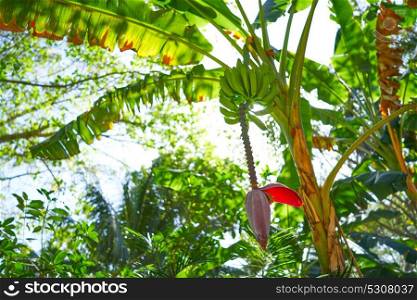 Banana tree with fruits and flower in Mayan Riviera of Mexico
