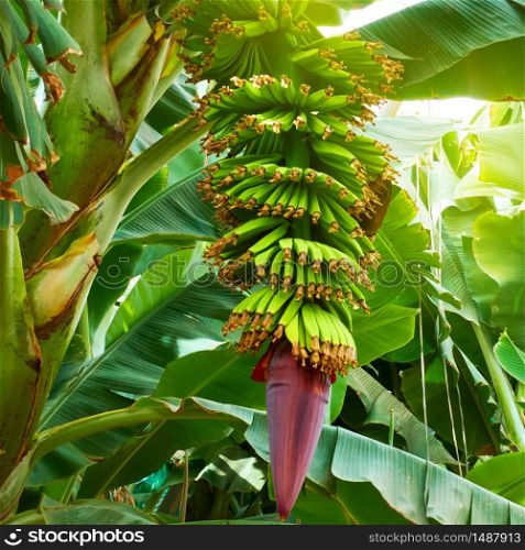 Banana tree with growing bananas at plantation