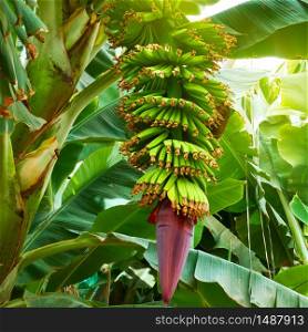 Banana tree with growing bananas at plantation