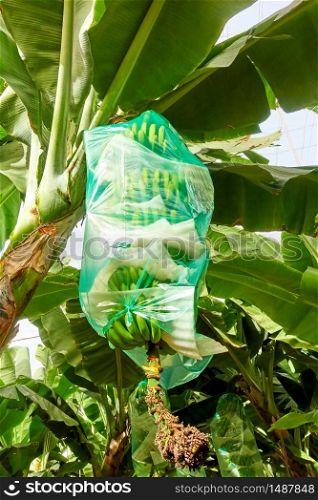 Banana tree with wrapped bananas at plantation closeup
