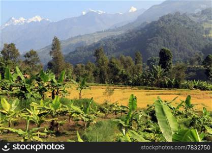 Banana trees and yellow rice field in Nepal