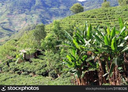 Bananas an d tea plantation on the slope of mount in Yunnan, China