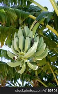 Bananas growing from tree, still in green color