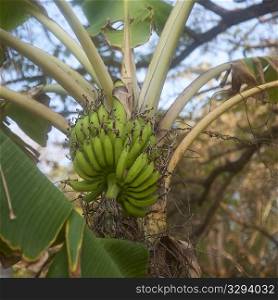 Bananas growing in Costa Rica