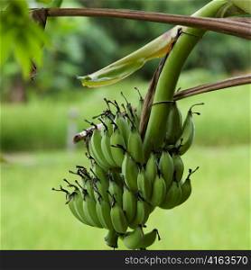 Bananas growing on a tree, Thailand