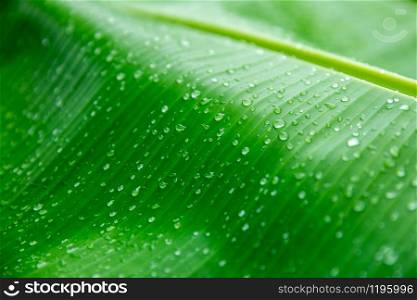 Banane palm leaf, green nature trexture background Green leaf with water droplets in the middle of the leaf.
