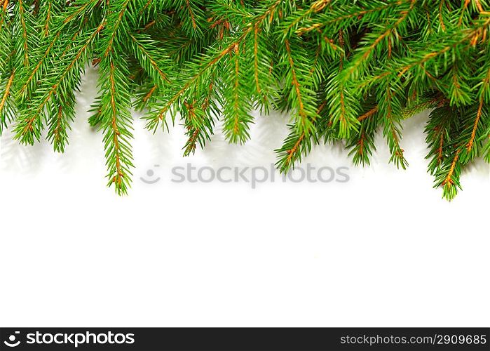 Banch of fir on white