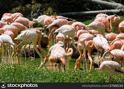 band flamingos in the water