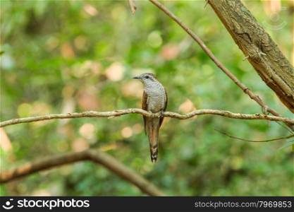 Banded Bay Cuckoo resting on a perch in forest