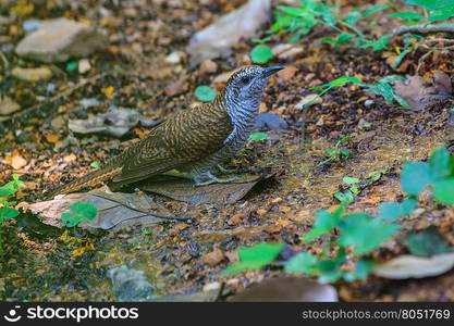 Banded Bay Cuckoo resting on a perch in forest