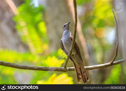 Banded Bay Cuckoo resting on a perch in forest