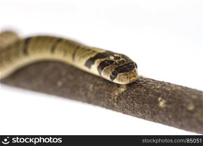 banded kukri snake (Oligodon fasciolatus) on a branch on white background