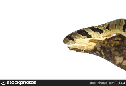 banded kukri snake (Oligodon fasciolatus) on a branch on white background