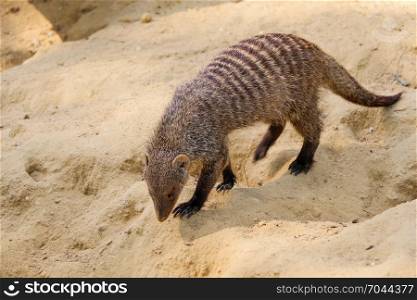 Banded mongoose as a Wild life animal walking on soil ground