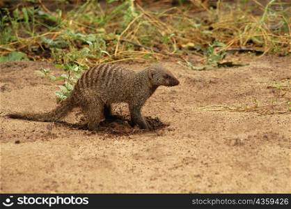 Banded mongoose (Mungos mungo) digging in a forest, Chobe National Park, Botswana