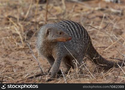 Banded Mongoose (Mungos mungo) in Chobe National Park in northern Botswana, Africa.