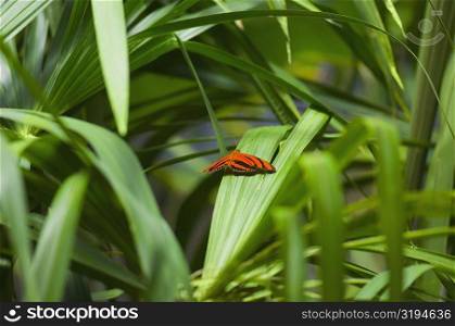 Banded Orange Heliconian butterfly (Dryadula Phaetusa) on a plant