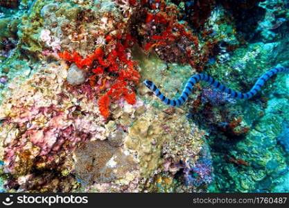 Banded Sea Snake at Coral reef