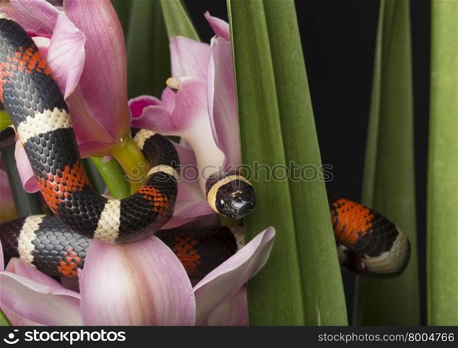 Banded Snake in Flowers