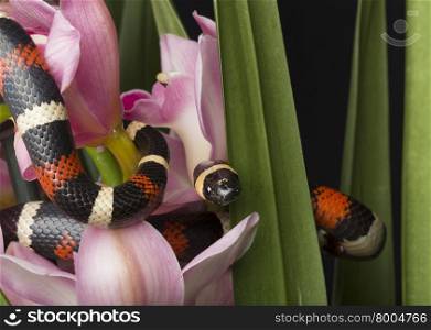 Banded Snake in Flowers