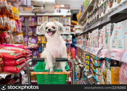 Bangkok, Thailand - April 8, 2017 : Dog so cute wait a pet owner shopping by selecting a variety accessories or pet food from pet goods shelf in petshop for her dog open daily for service everyday.. Many types of pet food and products in pet shop