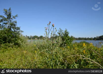 Bank of the river. Plants of the coastal zone. Summer landscape.