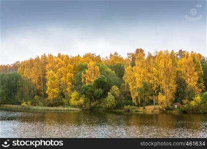 Bank of the river with bright Golden foliage of the trees in October autumn day.
