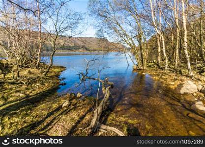 Banks of Thirlmere Lake with foreground trees in the Lake District National Park, England, UK, Landscape, wide angle.