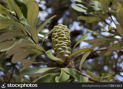 Banksia cone on a tree in New South Wales, Australia
