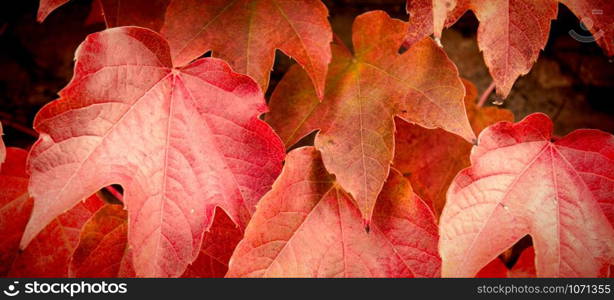 banner and background for foliage and autumn concept. Brick wall wallpaper with maple leaves. Creeper