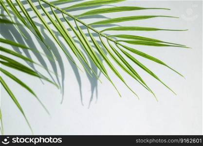 banner background with copy space minimalism with palm tree tropical branch with sunlight and shadow
