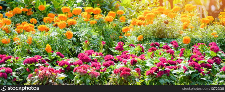 banner flower colorful of fresh spring garden with cockscomb flower and yellow marigold blossoming in summer field