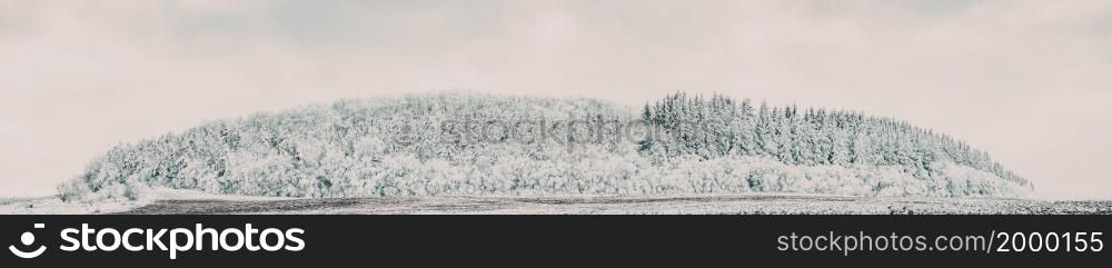 banner of beautiful winter landscape snow covered pine forest