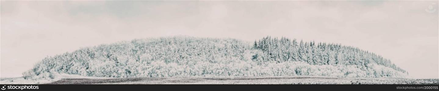 banner of beautiful winter landscape snow covered pine forest