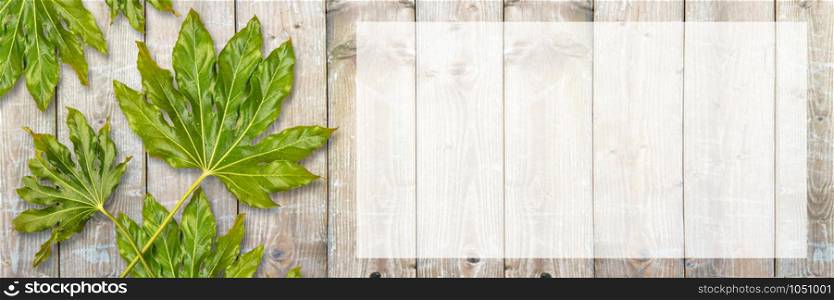 Banner of Flat lay composition of green leaves with dew drops on white wooden table. Copy space for text