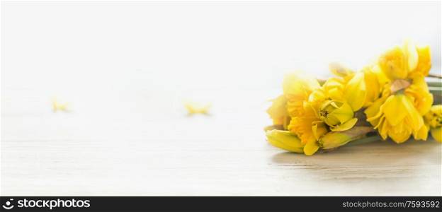 Banner of yellow daffodils at white background. Springtime concept