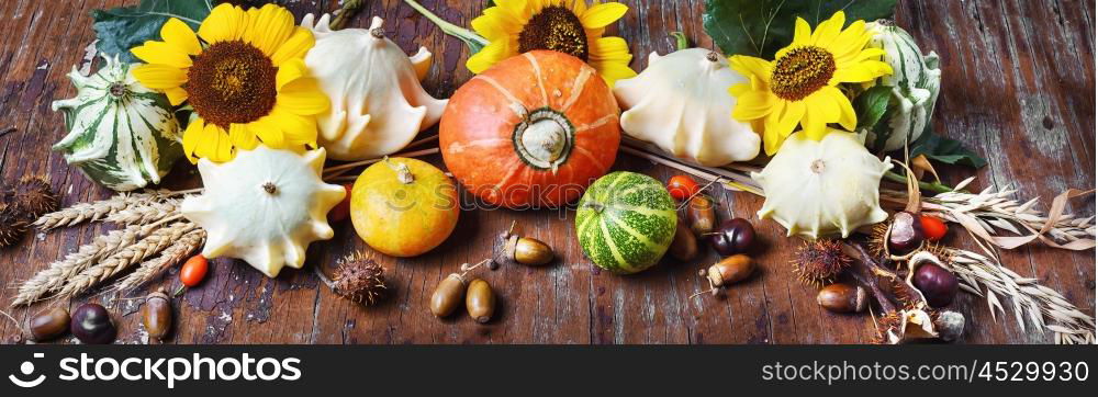 Banner with autumn with pumpkins,sunflowers,acorns and wheat