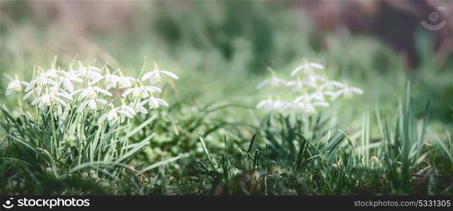 Banner with first spring snowdrops flowers at outdoor nature background in garden, park or forest, front view. Springtime concept