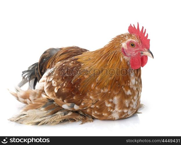 bantam rooster in front of white background