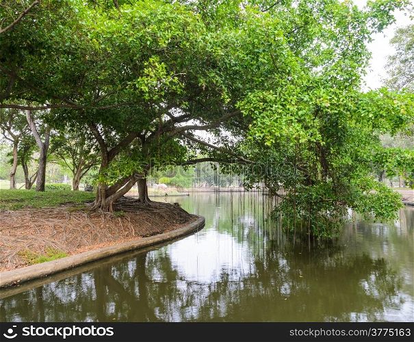 Banyan tree in park