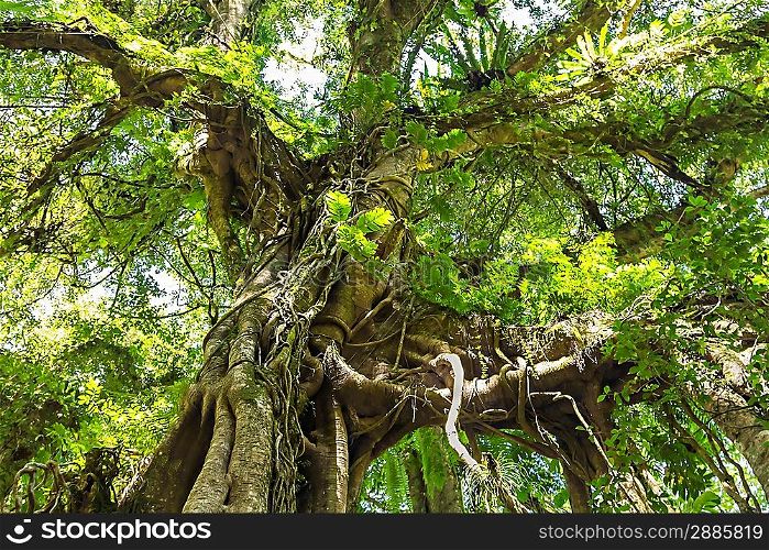 Banyan tree in the dense forest