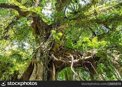 Banyan tree in the dense forest