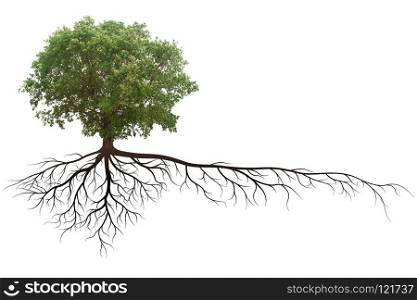 banyan tree with root isolated on a white background