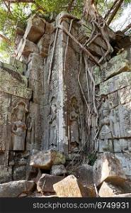 Banyan trees on ruins in Beng Mealea temple, Cambodia